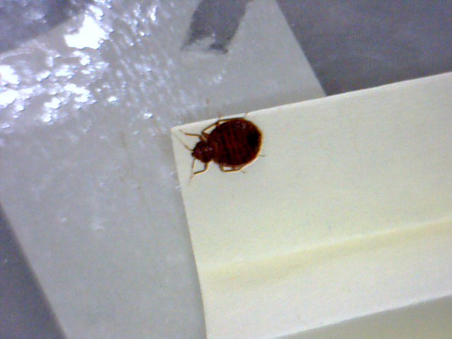 Image for Bed Bug Exterminator Pittsburgh with ID of: 3192717