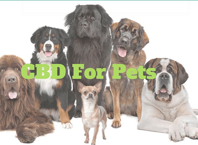 Image for Healing CBD Products, Inc. with ID of: 3201666