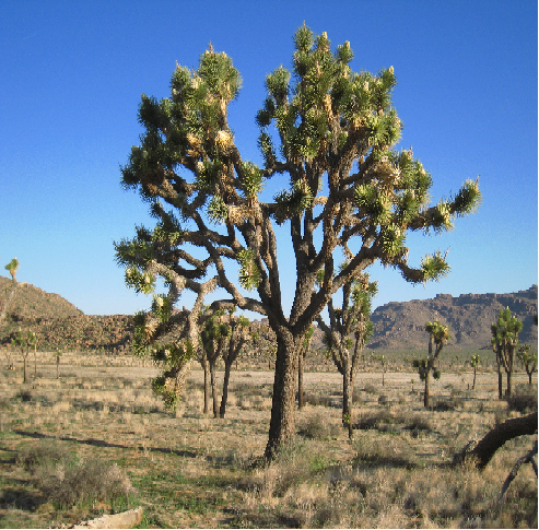Image for Visit 29 Palms with ID of: 3205647