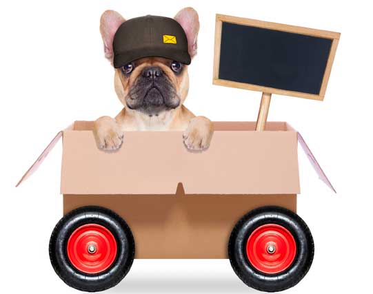 Image for Pet Relocation to India from USA with ID of: 3207564