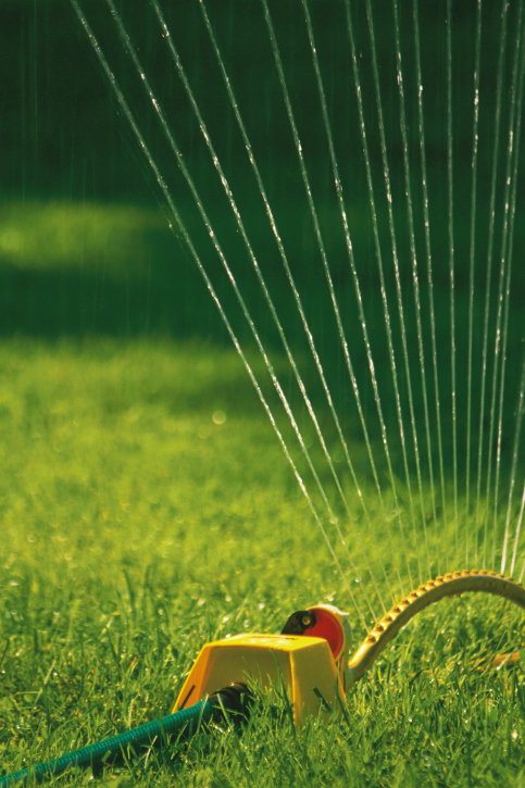 Image for Tree Palms Landscape LLC with ID of: 3208592