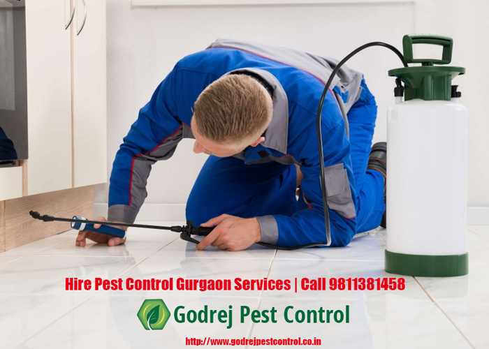 Image for Hire Pest Control Gurgaon Services | Call 9811381458 with ID of: 3209609