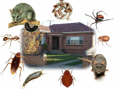 Image for Ace Pest Solutions Ltd with ID of: 3210916