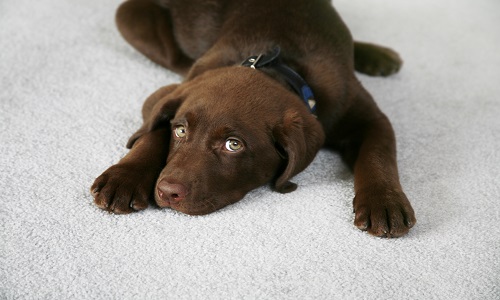 Image for Dynamic Carpet Care with ID of: 3215513