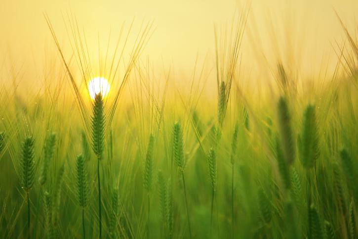Image for Crop Production Market | Characteristics, Forecast Size, Trends with ID of: 3218999