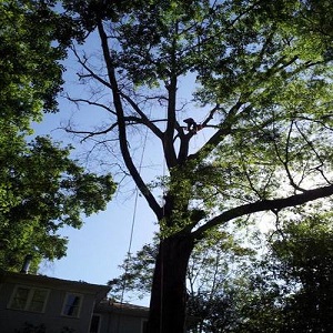 Image for Morgantown Tree Service with ID of: 3222213