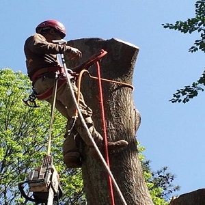 Image for Morgantown Tree Service with ID of: 3222215