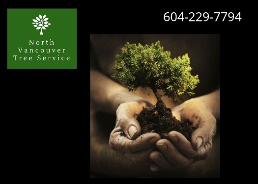 Image for North Vancouver Tree Service with ID of: 3223728