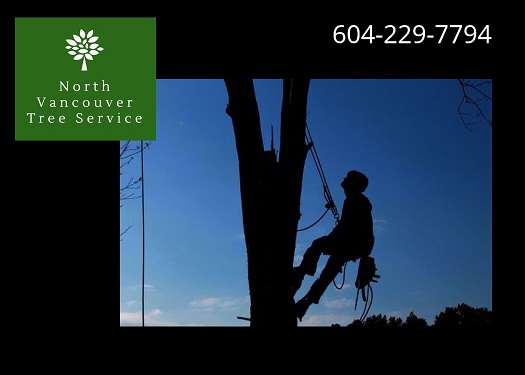 Image for North Vancouver Tree Service with ID of: 3223733