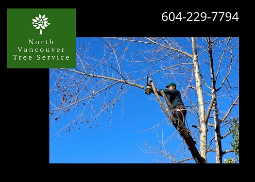 Image for North Vancouver Tree Service with ID of: 3223745