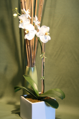 Image for Jephry Floral Studio with ID of: 3225579
