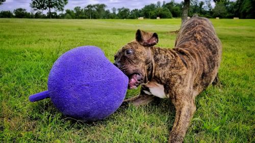 Image for Off Leash K9 Training Huntsville with ID of: 3226403
