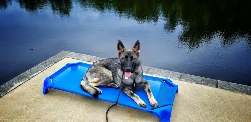 Image for Off Leash K9 Training Huntsville with ID of: 3226405