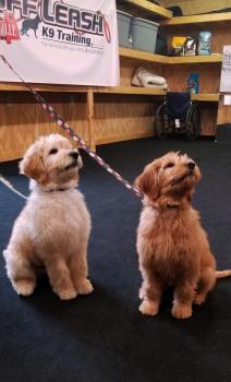 Image for Off Leash K9 Training Huntsville with ID of: 3226406