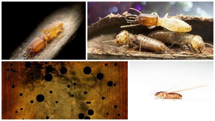 Image for Independent Pest Management LLC with ID of: 3229686