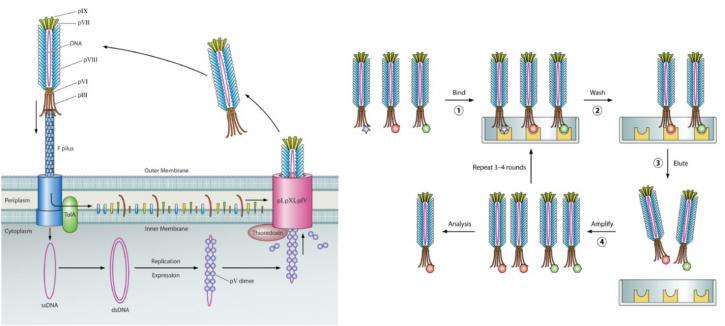 Image for monoclonal antibody with ID of: 3236848