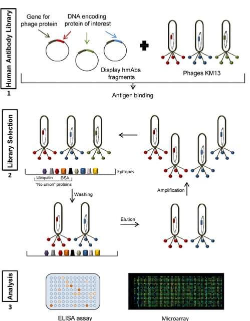 Image for antibody development with ID of: 3236851