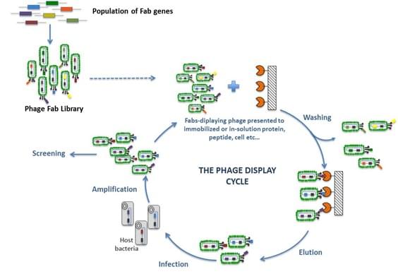 Image for antibody classes with ID of: 3236864