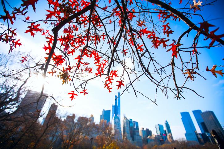 Image for Manhattan Tree Services with ID of: 3237902