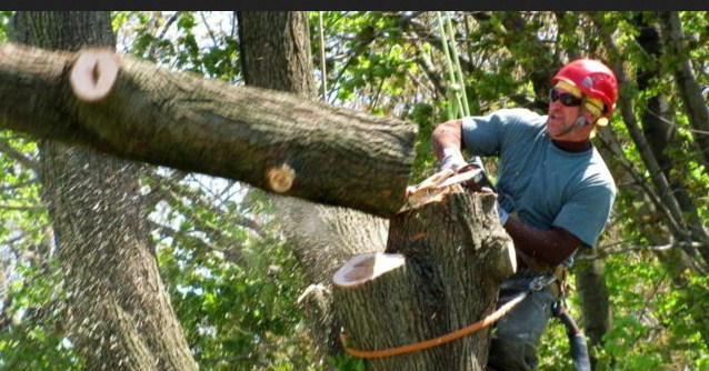 Image for Okeechobee’s Best Tree Trimming and Tree Removal Services with ID of: 3243688