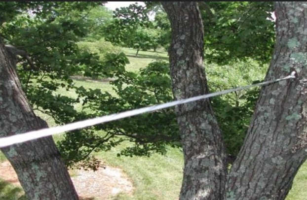 Image for Okeechobee’s Best Tree Trimming and Tree Removal Services with ID of: 3243695