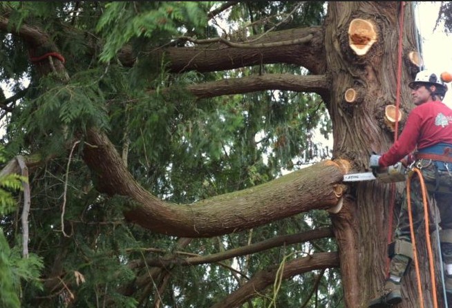 Image for Okeechobee’s Best Tree Trimming and Tree Removal Services with ID of: 3243696