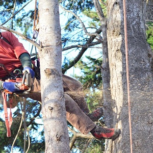 Image for Thornton Creek Tree Service with ID of: 3244711