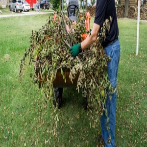 Image for Thornton Creek Tree Service with ID of: 3244712
