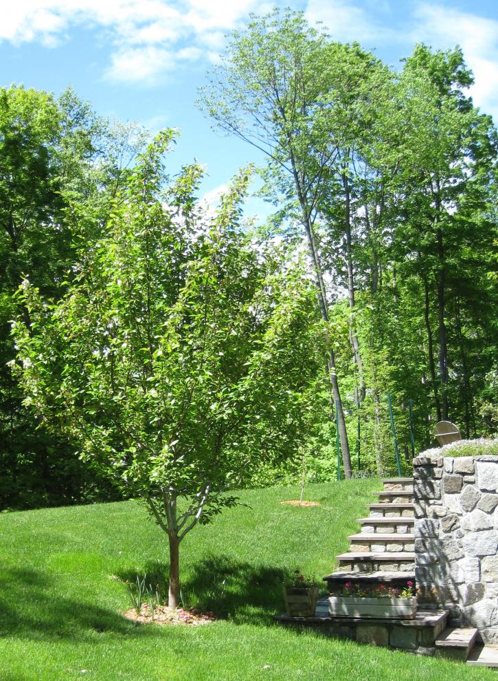 Image for SavATree - Tree Service & Lawn Care with ID of: 3245039