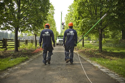 Image for SavATree - Tree Service & Lawn Care with ID of: 3246301