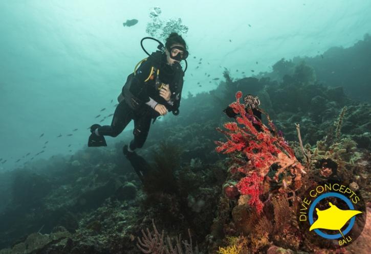 Image for Dive Concepts with ID of: 3246994