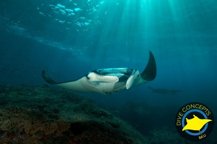 Image for Dive Concepts with ID of: 3247004