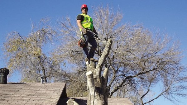 Tree Service & Tree Removal Little Rock, Arkansas Trimming Services