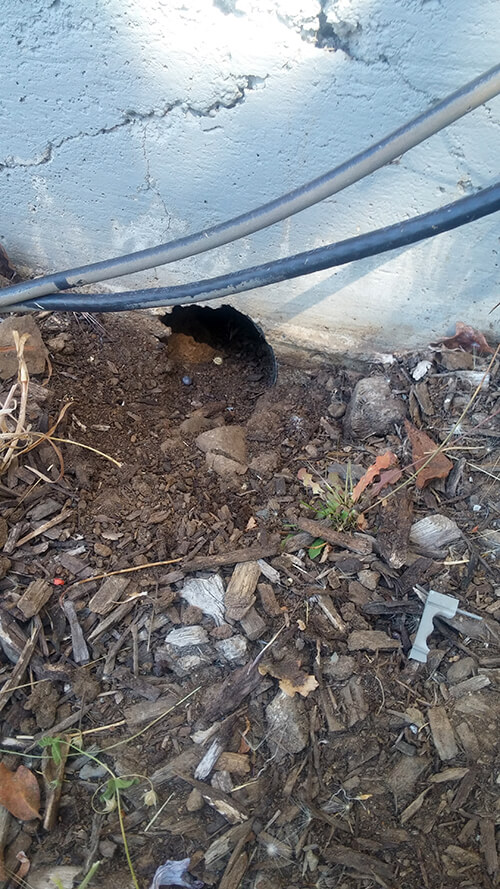 Image for Done Right Rodent Proofing with ID of: 3253304