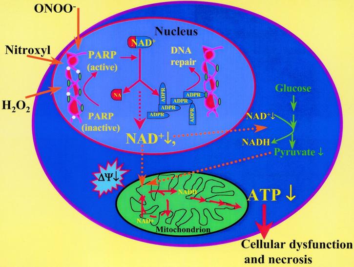 Image for Poly Adenosine Diphosphate Ribose Polymerase Market Shows at a Rapid Pace Until 2026 with ID of: 3253418