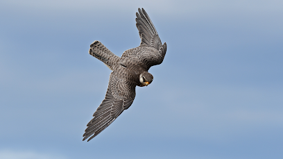 Image for MBC Bird and Pest Solutions with ID of: 3253702
