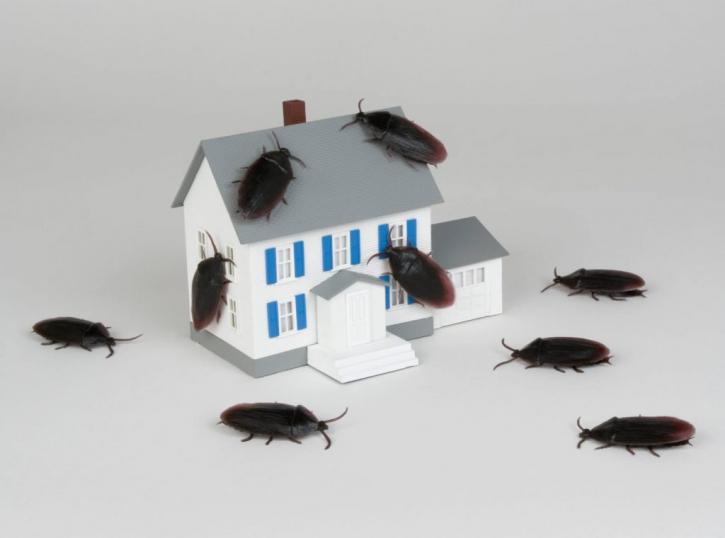 Image for A Ban Exterminators with ID of: 3255159