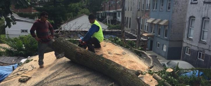 Image for Manhattan Tree Services with ID of: 3256038