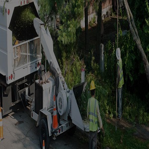 Image for Visalia Tree Service Pros with ID of: 3256257