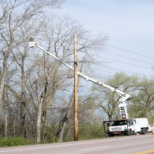 Image for Visalia Tree Service Pros with ID of: 3256261