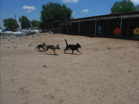 Image for My Pet's Place with ID of: 3258143
