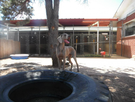 Image for My Pet's Place with ID of: 3258144