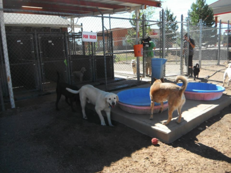 Image for My Pet's Place with ID of: 3258147