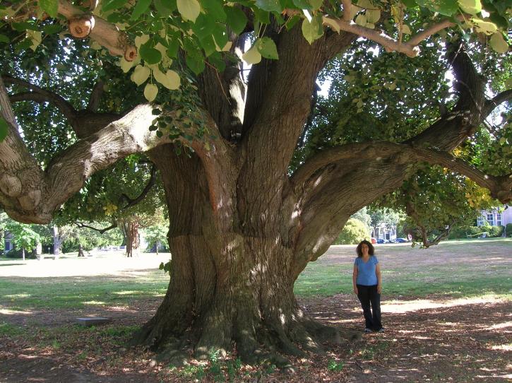 Image for Owens Brothers Tree Service with ID of: 3259545