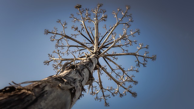 Image for Tree Service Farmington Hills Pros with ID of: 3261913