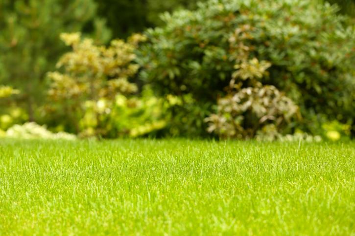 Image for Scientific Turf Inc. with ID of: 3262125