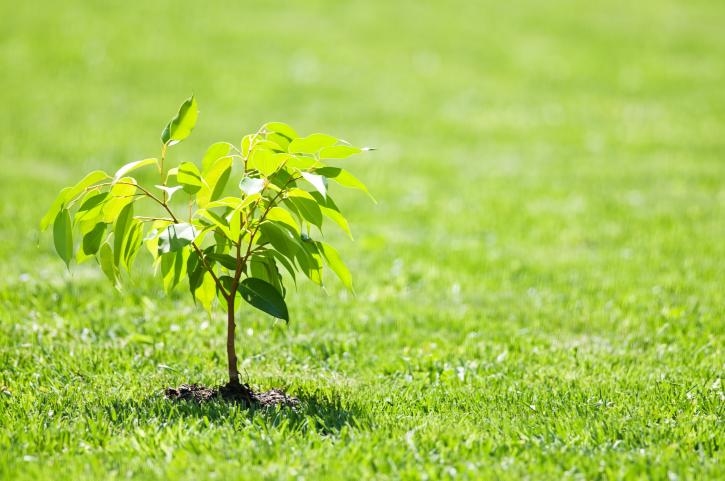 Image for Scientific Turf Inc. with ID of: 3262141