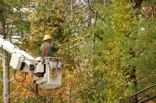 Image for St Joseph’s Tree Service with ID of: 3265925