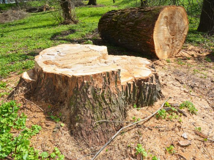 Image for Wellington Tree Service Guys with ID of: 3269153