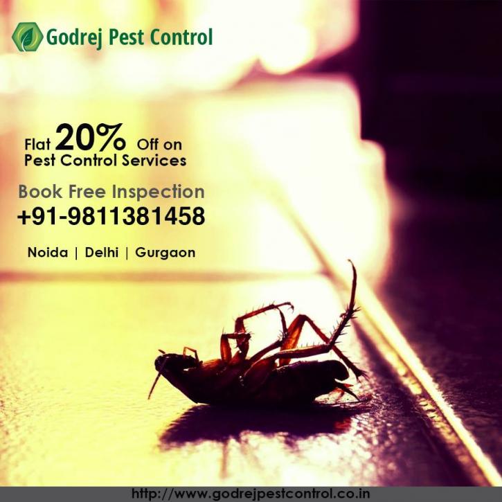 Image for Pest control Gurgaon | Termite treatment Gurgaon with ID of: 3269282